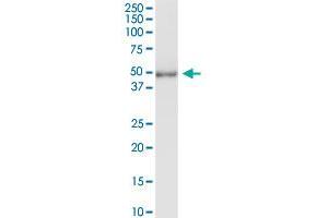 TUBD1 MaxPab rabbit polyclonal antibody. (TUBD1 Antikörper  (AA 1-398))