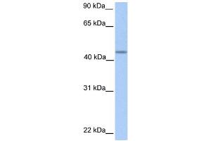 WB Suggested Anti-PNPLA5 Antibody Titration:  0. (PNPLA5 Antikörper  (C-Term))