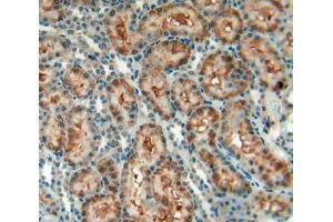 Used in DAB staining on fromalin fixed paraffin- embedded kidney tissue (CD90 Antikörper  (AA 1-161))