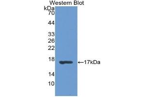 Detection of Recombinant RBP1, Rat using Polyclonal Antibody to Retinol Binding Protein 1, Cellular (RBP1) (RBP1 Antikörper  (AA 2-135))