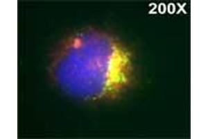 Isolated monocytes were stained with Lysotrack red followed by staining with Rabbit antibody to human myeloperoxidase (MPO): IgG (3µg/ml) for 1 hour at room temperature, washed and followed by staining with goat anti-rabbit antibody conjugated to Alexa 488 (Green) for 1 hr. (Myeloperoxidase Antikörper)