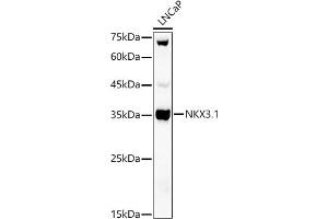 Western blot analysis of extracts of LNCaP cells, using NKX3. (NKX3-1 Antikörper)