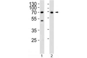 Western Blotting (WB) image for anti-CD46 (CD46) (AA 317-343) antibody (ABIN3030405)