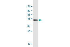 Western Blotting (WB) image for anti-C-Type Lectin Domain Family 2, Member D (CLEC2D) (AA 1-154) antibody (ABIN949236)