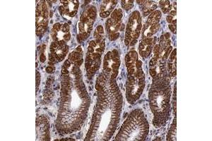 Immunohistochemical staining of human stomach with TXN2 polyclonal antibody  shows strong cytoplasmic positivity in glandular cells.