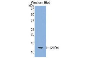 Western Blotting (WB) image for anti-Proteoglycan 4 (PRG4) (AA 1151-1241) antibody (ABIN1860313) (Proteoglycan 4 Antikörper  (AA 1151-1241))