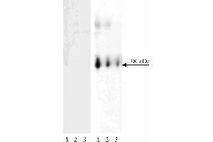 Western blot analysis of LAT (pY171) on human T lymphocytes. (LAT Antikörper  (pTyr171) (Biotin))