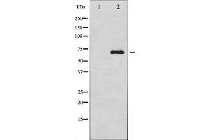 Western blot analysis of RelB expression in HepG2 whole cell lysates,The lane on the left is treated with the antigen-specific peptide. (RELB Antikörper  (C-Term))