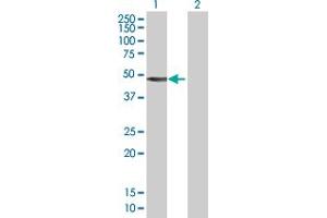 Western Blot analysis of SEPT10 expression in transfected 293T cell line by SEPT10 MaxPab polyclonal antibody. (Septin 10 Antikörper  (AA 1-454))