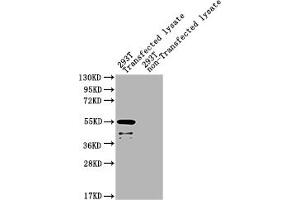 Western Blot Positive WB detected in: eta 293T Transfected lysate, 293T non-Transfected lysate All lanes: eta antibody at 1:2000 Secondary Goat polyclonal to rabbit IgG at 1/50000 dilution Predicted band size: 55 kDa Observed band size: 55 kDa (Endothelin-1 Receptor Antikörper  (AA 39-280))