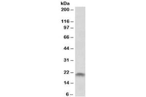 Western blot testing of human placenta lysate with SPINT2 antibody at 1ug/ml. (SPINT2 Antikörper)
