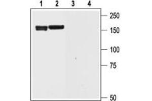 Western blot analysis of rat brain (1 and 3) and cortex (2 and 4) lysate: - 1,2. (KCNH6 Antikörper  (Intracellular, N-Term))