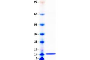 Validation with Western Blot (CCL2 Protein (Myc-DYKDDDDK Tag))