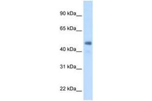 Image no. 1 for anti-Fibrinogen gamma Chain (FGG) (AA 301-350) antibody (ABIN205040) (FGG Antikörper  (AA 301-350))