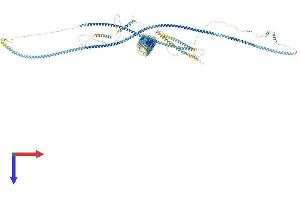 RRBP1 Protein (AA 1-1410) (His tag)
