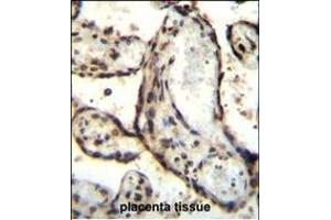 HEXIM1 antibody (Center) (ABIN655589 and ABIN2845076) immunohistochemistry analysis in formalin fixed and paraffin embedded human placenta tissue followed by peroxidase conjugation of the secondary antibody and DAB staining.