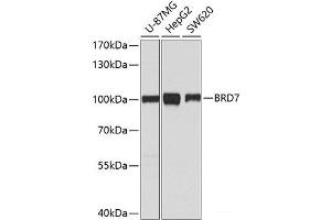 Western blot analysis of extracts of various cell lines using BRD7 Polyclonal Antibody at dilution of 1:1000. (BRD7 Antikörper)