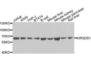 Western blot analysis of extracts of various cell lines, using KIR3DS1 antibody. (KIR3DS1 Antikörper  (AA 80-340))