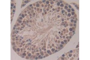 IHC-P analysis of Mouse Tissue, with DAB staining. (NEK2 Antikörper  (AA 148-397))