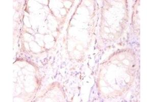 Immunohistochemistry of paraffin-embedded human placenta tissue using ABIN7165346 at dilution of 1:50 (TMEM185B Antikörper  (AA 1-370))