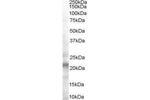 ABIN185544 (0. (VPS25 Antikörper  (Internal Region))