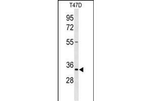 Western blot analysis of TSN33 Antibody (C-term) (ABIN653346 and ABIN2842828) in T47D cell line lysates (35 μg/lane). (TSPAN33 Antikörper  (C-Term))