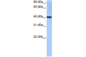 LOC652559 antibody used at 0. (LOC652559 Antikörper  (Middle Region))