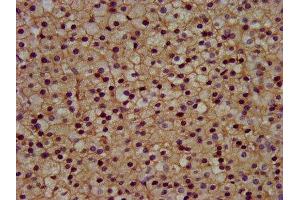 IHC image of ABIN7153289 diluted at 1:300 and staining in paraffin-embedded human adrenal gland tissue performed on a Leica BondTM system. (KCNJ5 Antikörper  (AA 348-419))