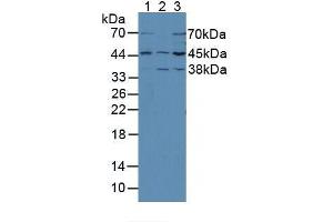 Figure. (MEK2 Antikörper  (AA 44-313))