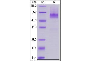 Human CD27 Ligand, Mouse IgG2a Fc Tag, low endotoxin on  under reducing (R) condition.