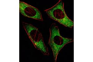 Fluorescent image of Hela cell stained with PRK Antibody (ABIN659096 and ABIN2838081)/SG110126. (PRKAA2 Antikörper)