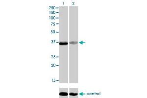 TEAD4 antibody  (AA 151-260)