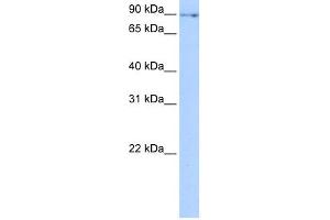 WB Suggested Anti-NUFIP2 Antibody Titration:  0. (NUFIP2 Antikörper  (N-Term))