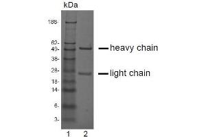 SDS-PAGE analysis of purified LV-2A2 monoclonal antibody. (CRISP3 Antikörper)