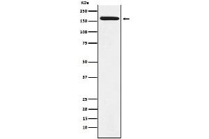 Western blot analysis of BAT3 expression in A431 cell lysate.
