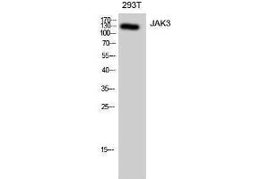 Western Blotting (WB) image for anti-Janus Kinase 3 (JAK3) (Ser645) antibody (ABIN3180129) (JAK3 Antikörper  (Ser645))