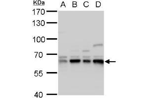 WB Image Copine I antibody [N3C3] detects Copine I protein by western blot analysis. (CPNE1 Antikörper)
