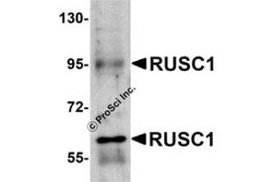 Western Blotting (WB) image for anti-RUN and SH3 Domain Containing 1 (RUSC1) (C-Term) antibody (ABIN1030631) (RUSC1 Antikörper  (C-Term))