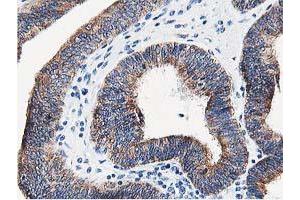 Image no. 1 for anti-Leucine Carboxyl Methyltransferase 1 (LCMT1) antibody (ABIN1499107) (LCMT1 Antikörper)