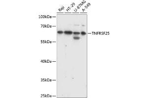 Western blot analysis of extracts of various cell lines, using TNFRSF25 antibody (ABIN7271071) at 1:1000 dilution.