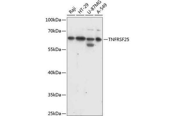 DR3/LARD anticorps  (AA 240-426)