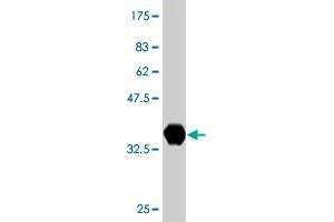 Western Blotting (WB) image for anti-Neighbor of BRCA1 Gene 1 (NBR1) (AA 2-96) antibody (ABIN561705)