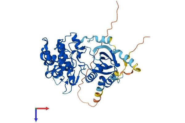STK32B Protein (AA 1-414) (His tag)