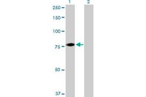 Western Blot analysis of FBXL5 expression in transfected 293T cell line by FBXL5 MaxPab polyclonal antibody.