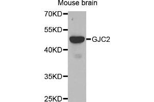 Western blot analysis of extracts of Mouse brain tissue, using GJC2 antibody.