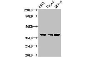 Western Blot Positive WB detected in: A549 whole cell lysate, HepG2 whole cell lysate, MCF-7 whole cell lysate All lanes: CEBPA antibody at 2 μg/mL Secondary Goat polyclonal to rabbit IgG at 1/50000 dilution Predicted band size: 38, 36, 26, 42 kDa Observed band size: 38 kDa (CEBPA Antikörper  (AA 1-124))