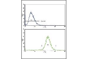 Flow cytometric analysis of HepG2 cells using SCP2 Antibody (Center)(bottom histogram) compared to a negative control cell (top histogram). (SCP2 Antikörper  (AA 358-385))