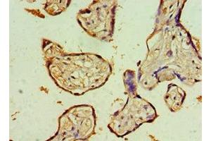 Immunohistochemistry of paraffin-embedded human placenta tissue using ABIN7161640 at dilution of 1:100 (KLRC1 Antikörper  (AA 114-233))