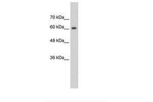 Image no. 1 for anti-Synaptotagmin Binding, Cytoplasmic RNA Interacting Protein (SYNCRIP) (AA 401-450) antibody (ABIN203485)