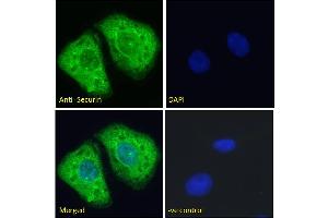 ABIN6391382 Immunofluorescence analysis of paraformaldehyde fixed U2OS cells, permeabilized with 0. (PTTG1 Antikörper  (Internal Region))